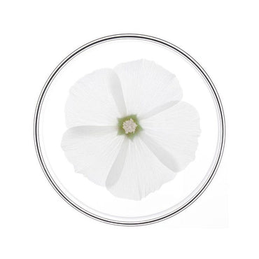 Phyto Phytonutrimento Balsamo Districante e Nutriente 175ml