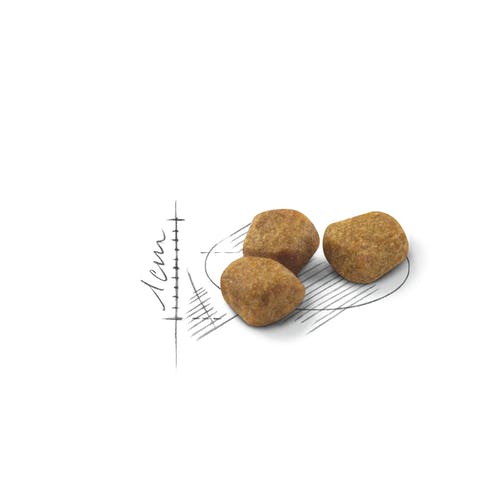 Royal Canin Feline Home Life Indoor 7+ Anni Crocchette Per Gatti Senior Sacco 1,5kg