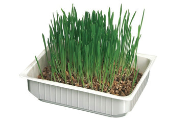 Camon Erba Per Gatti con Semi Di Orzo