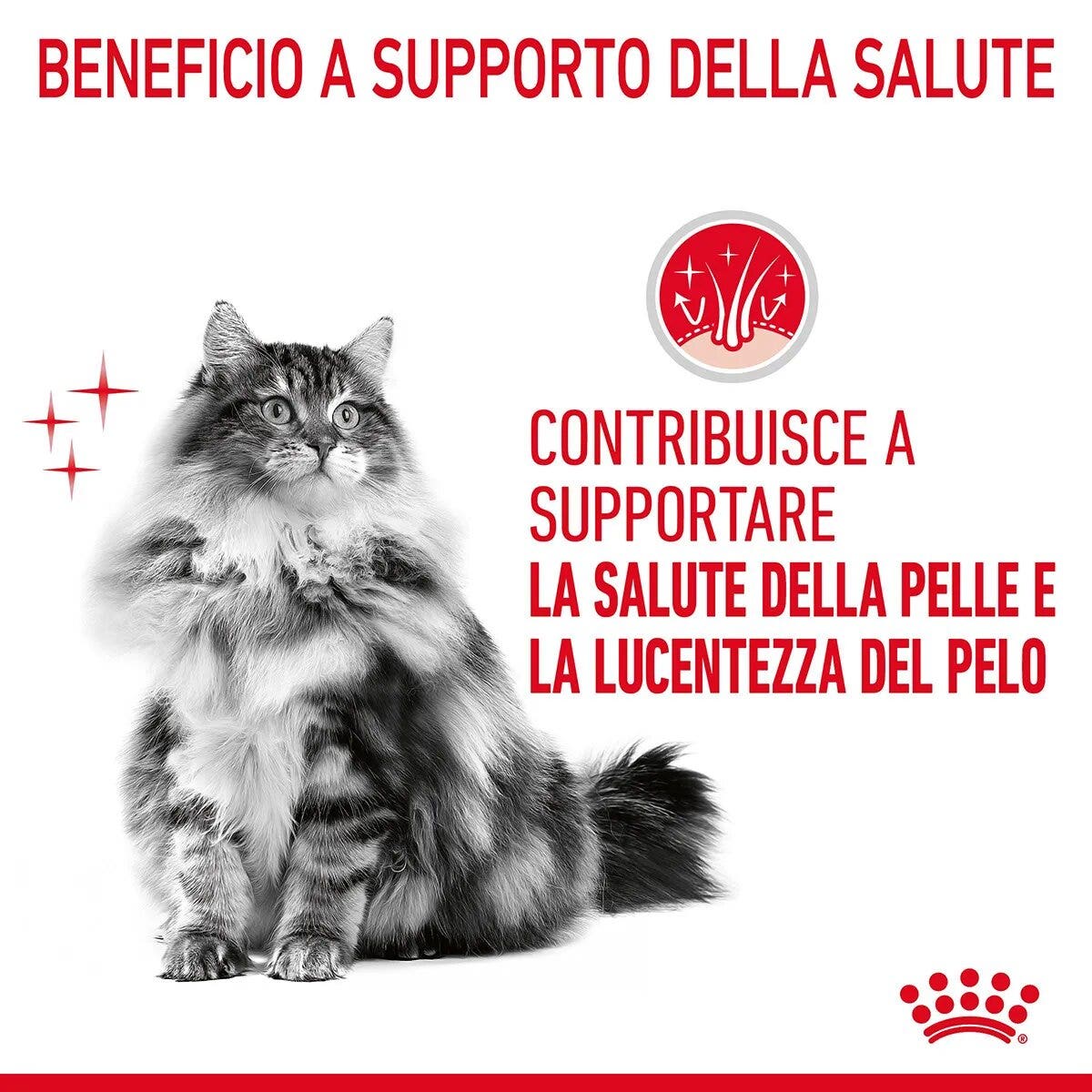 Royal Canin Hair & Skin in Salsa Alimento Umido Per Gatti Adulti Bustina 85g