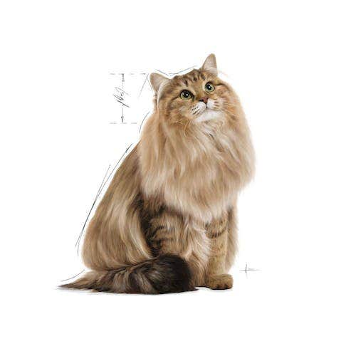 Royal Canin Hair & Skin in Salsa Alimento Umido Per Gatti Adulti Bustina 85g