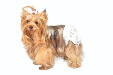 Camon Pannolini A Mutandina Cani Taglia S