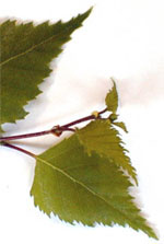 Msa Betula Verrucosa 50ml