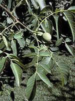 Msa Juglans Regia 50ml