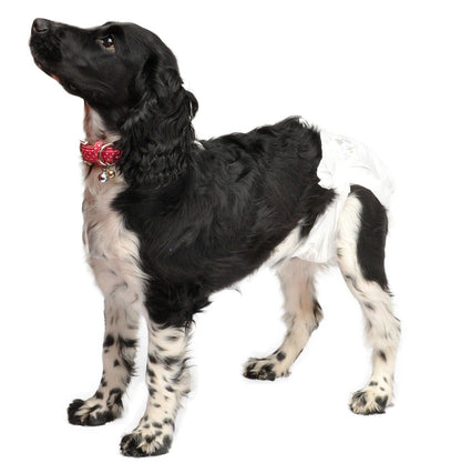 Camon Pannolini A Mutandina Cane Taglia XL